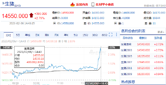 快讯：生猪期货主力合约尾盘快速拉涨，日内涨超3%