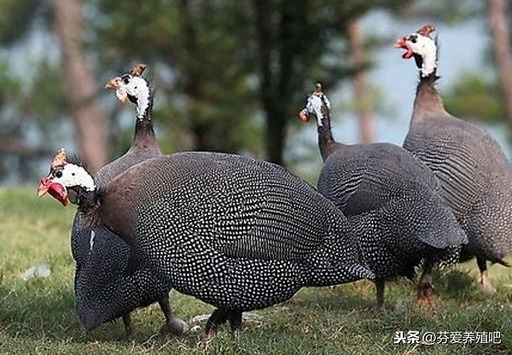 {投注}(观赏鸡的品种大全图片)