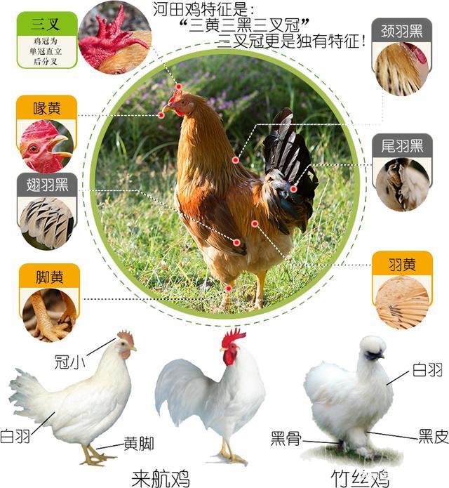 {投注}(观赏鸡的品种大全图片)